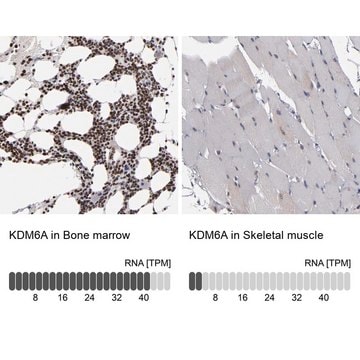 ANTI-KDM6A antibody produced in rabbit Prestige Antibodies&#174; Powered by Atlas Antibodies, affinity isolated antibody, buffered aqueous glycerol solution