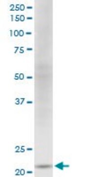 Monoclonal Anti-NDUFV2, (C-terminal) antibody produced in mouse clone 1A10, purified immunoglobulin, buffered aqueous solution