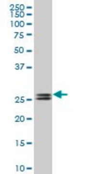 Monoclonal Anti-PHOSPHO1, (C-terminal) antibody produced in mouse clone 1A11, purified immunoglobulin, buffered aqueous solution