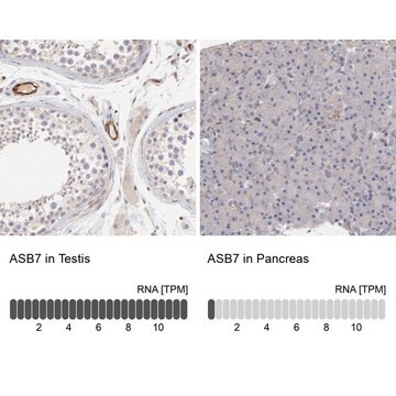 Anti-ASB7 antibody produced in rabbit Prestige Antibodies&#174; Powered by Atlas Antibodies, affinity isolated antibody, buffered aqueous glycerol solution