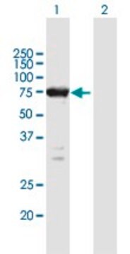 Anti-ELMO1 antibody produced in mouse purified immunoglobulin, buffered aqueous solution