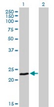 Monoclonal Anti-FXN antibody produced in mouse clone 3G9, purified immunoglobulin, buffered aqueous solution