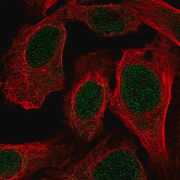 Anti-LUC7L antibody produced in rabbit Prestige Antibodies&#174; Powered by Atlas Antibodies, affinity isolated antibody