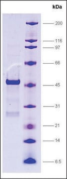 SRC1, receptor interaction domain (627-786), GST tagged human recombinant, expressed in E. coli, &#8805;80% (SDS-PAGE)