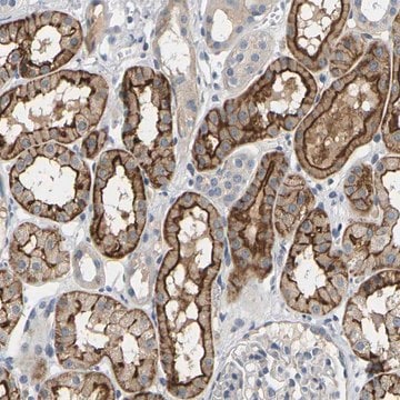 Anti-EVA1C antibody produced in rabbit Prestige Antibodies&#174; Powered by Atlas Antibodies, affinity isolated antibody, buffered aqueous glycerol solution