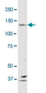 Monoclonal Anti-PCDH10 antibody produced in mouse clone 4H8, purified immunoglobulin, buffered aqueous solution