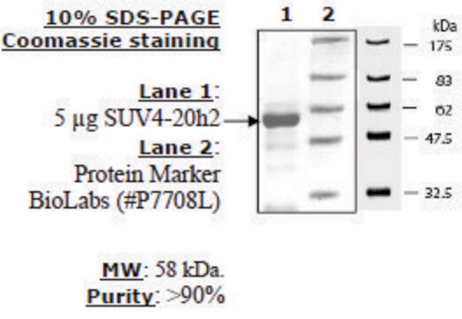 SUV4-20h2 human recombinant, expressed in E. coli, &#8805;80% (SDS-PAGE)