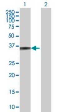 Anti-ZADH1 antibody produced in mouse purified immunoglobulin, buffered aqueous solution