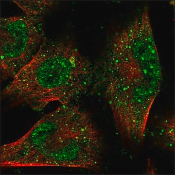 Anti-IL31RA antibody produced in rabbit Prestige Antibodies&#174; Powered by Atlas Antibodies, affinity isolated antibody