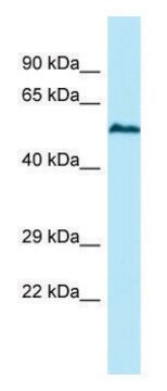 Anti-USP17L5 (C-terminal) antibody produced in rabbit affinity isolated antibody