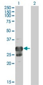 Anti-TPPP antibody produced in mouse IgG fraction of antiserum, buffered aqueous solution