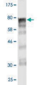 Monoclonal Anti-ARHGEF5 antibody produced in mouse clone 4D10-D11, purified immunoglobulin, buffered aqueous solution