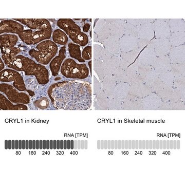 Anti-CRYL1 antibody produced in rabbit Prestige Antibodies&#174; Powered by Atlas Antibodies, affinity isolated antibody, buffered aqueous glycerol solution