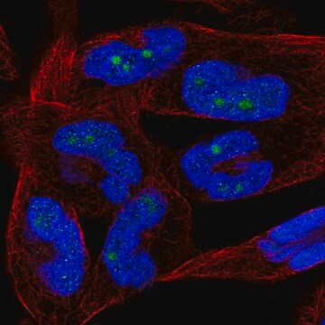 Anti-NKIRAS2 antibody produced in rabbit Prestige Antibodies&#174; Powered by Atlas Antibodies, affinity isolated antibody