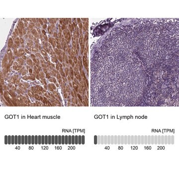 Anti-GOT1 antibody produced in rabbit Prestige Antibodies&#174; Powered by Atlas Antibodies, affinity isolated antibody