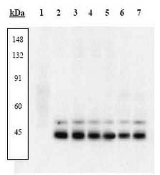 PhosphoDetect Anti-p38 MAP Kinase (pThr&#185;&#8312;&#8304;, pTyr&#185;&#8312;&#178;) Rabbit pAb liquid, Calbiochem&#174;