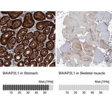 Anti-BAIAP2L1 antibody produced in rabbit Prestige Antibodies&#174; Powered by Atlas Antibodies, affinity isolated antibody, buffered aqueous glycerol solution, Ab3