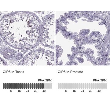 Anti-OIP5 antibody produced in rabbit Prestige Antibodies&#174; Powered by Atlas Antibodies, affinity isolated antibody, buffered aqueous glycerol solution