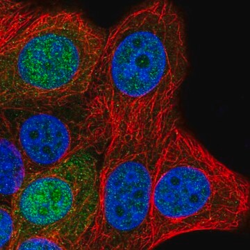 Anti-SAP30L antibody produced in rabbit Prestige Antibodies&#174; Powered by Atlas Antibodies, affinity isolated antibody