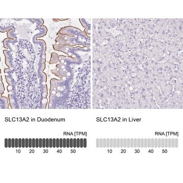 Anti-SLC13A2 antibody produced in rabbit Prestige Antibodies&#174; Powered by Atlas Antibodies, affinity isolated antibody, buffered aqueous glycerol solution