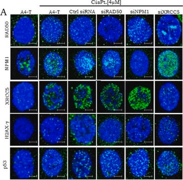 Anti-RAD50 antibody produced in rabbit affinity isolated antibody, ammonium sulfate suspension