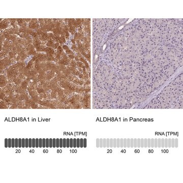 Anti-ALDH8A1 antibody produced in rabbit Prestige Antibodies&#174; Powered by Atlas Antibodies, affinity isolated antibody, buffered aqueous glycerol solution