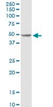 Anti-POLD2 antibody produced in rabbit purified immunoglobulin, buffered aqueous solution