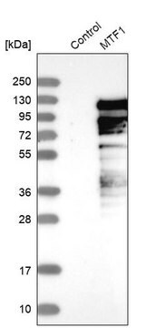 Anti-MTF1 antibody produced in rabbit Prestige Antibodies&#174; Powered by Atlas Antibodies, affinity isolated antibody, buffered aqueous glycerol solution