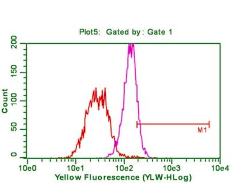 Anticorps anti-phospho-Akt (Ser473), clone&nbsp;6F5 clone 6F5, from mouse