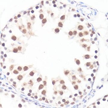 Anti-Phospho-c-Myc-S62 antibody produced in rabbit