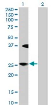 Anti-LFNG antibody produced in rabbit purified immunoglobulin, buffered aqueous solution