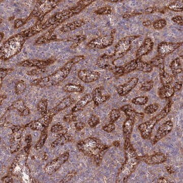 Anti-OR2V2 antibody produced in rabbit Prestige Antibodies&#174; Powered by Atlas Antibodies, affinity isolated antibody, buffered aqueous glycerol solution