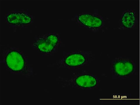 ANTI-HOXA5 antibody produced in mouse clone 1D12, purified immunoglobulin, buffered aqueous solution