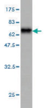 Monoclonal Anti-DNAJB5 antibody produced in mouse clone 1C3, purified immunoglobulin, buffered aqueous solution