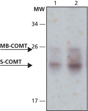 Anti-COMT antibody produced in rabbit IgG fraction of antiserum, buffered aqueous solution