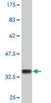 Monoclonal Anti-COL23A1 antibody produced in mouse clone 2C9, purified immunoglobulin, buffered aqueous solution