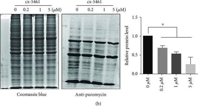 Anticorps anti-puromycine, clone&nbsp;12D10, conjugué au colorant Alexa&nbsp;Fluor&#8482;&nbsp;488 clone 12D10, 0.5&#160;mg/mL, from mouse