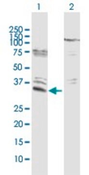 Anti-EFHD1 antibody produced in rabbit purified immunoglobulin, buffered aqueous solution