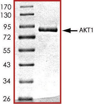 AKT1、活性型、GSTタグ融合 ヒト PRECISIO&#174; Kinase, recombinant, expressed in baculovirus infected Sf9 cells, &#8805;70% (SDS-PAGE), buffered aqueous glycerol solution