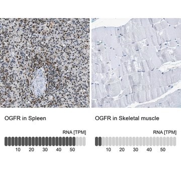 Anti-OGFR antibody produced in rabbit Prestige Antibodies&#174; Powered by Atlas Antibodies, affinity isolated antibody, buffered aqueous glycerol solution