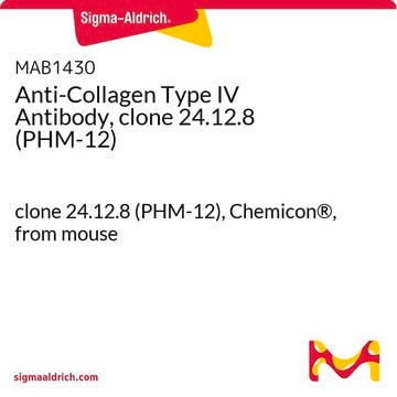 Anti-Collagen Type IV Antibody, clone 24.12.8 (PHM-12) clone 24.12.8 (PHM-12), Chemicon&#174;, from mouse