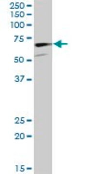 Anti-CAMKV antibody produced in mouse purified immunoglobulin, buffered aqueous solution