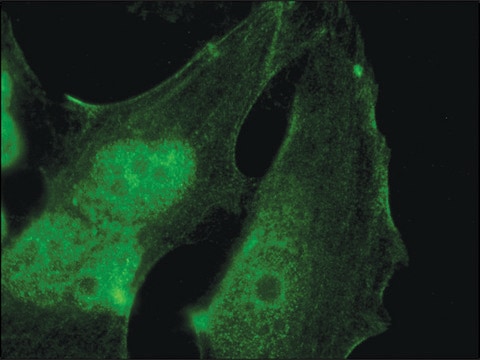 Anti-Palladin (C-terminal) antibody produced in rabbit IgG fraction of antiserum, buffered aqueous solution