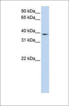 Anti-NCF4 antibody produced in rabbit affinity isolated antibody