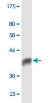 Monoclonal Anti-PPIL1 antibody produced in mouse clone 1B5, purified immunoglobulin, buffered aqueous solution