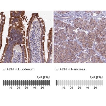 Anti-ETFDH antibody produced in rabbit Prestige Antibodies&#174; Powered by Atlas Antibodies, affinity isolated antibody, buffered aqueous glycerol solution