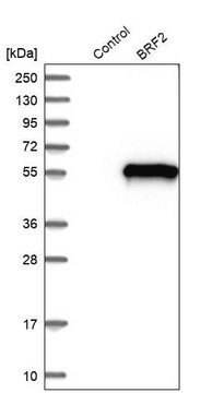 Anti-BRF2 antibody produced in rabbit Prestige Antibodies&#174; Powered by Atlas Antibodies, affinity isolated antibody, buffered aqueous glycerol solution