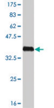 Monoclonal Anti-HSPB8, (C-terminal) antibody produced in mouse clone 5D7, purified immunoglobulin, buffered aqueous solution