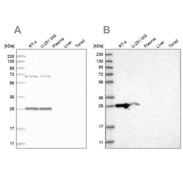 Anti-MRPL10 antibody produced in rabbit Prestige Antibodies&#174; Powered by Atlas Antibodies, affinity isolated antibody, buffered aqueous glycerol solution