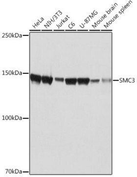 Anti-SMC3 antibody produced in rabbit